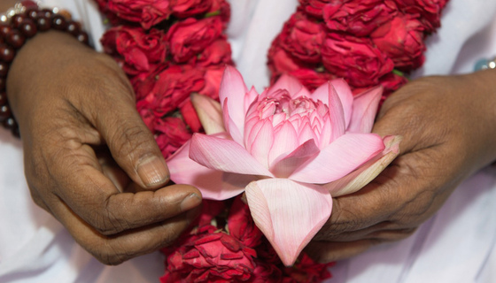 Amma's hands holding a lotus