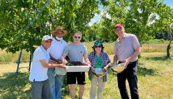 Volunteers with freshly picked cherries