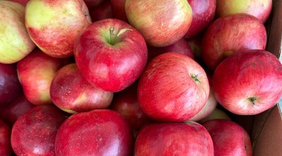 Apples from Amma Canada orchard