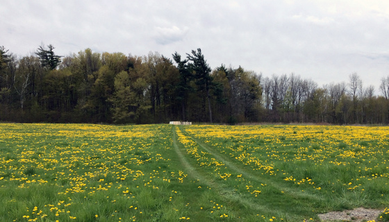 Path leading to beehives through a field of dandelions