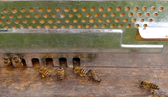 Bees entering hive