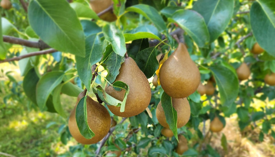 Ripe Bosc pears on tree