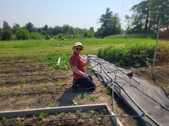 Volunteer setting up drip irrigation in veggie garden