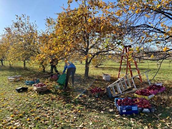 Volunteers picking apples and collecting windfall apples from the ground