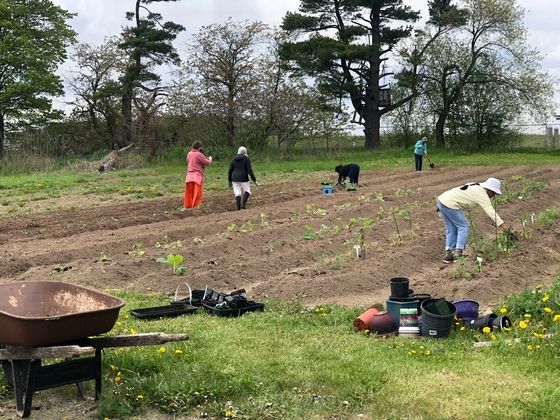 Volunteers transplanting vegetable seedlings into the garden