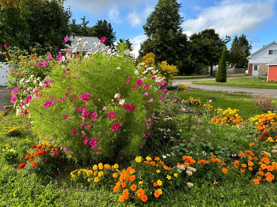 Amma Canada flower garden