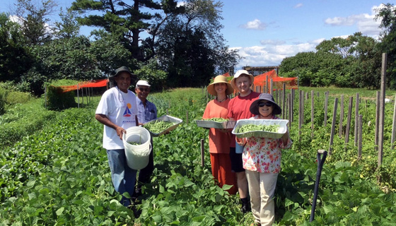Volunteers harvesting beans