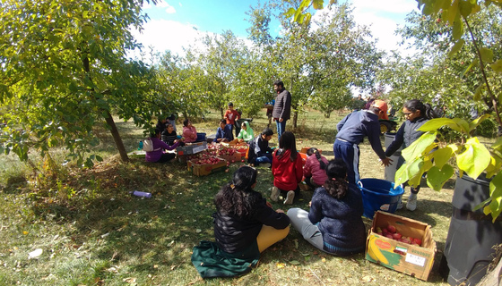 Volunteers in orchard picking apples