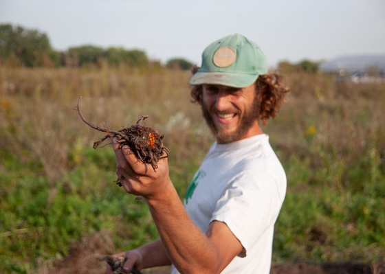 Man holding freshly harvested madder root in his hand