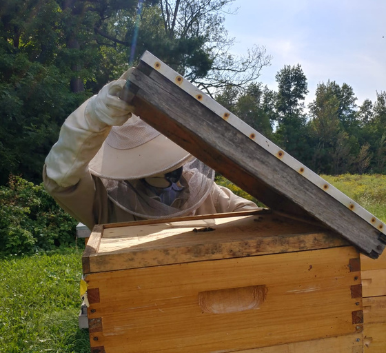 Beekeepers lifting the lid on the bee hive