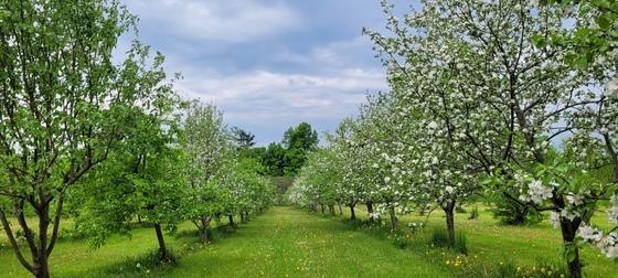 Amma Canada apple trees in bloom