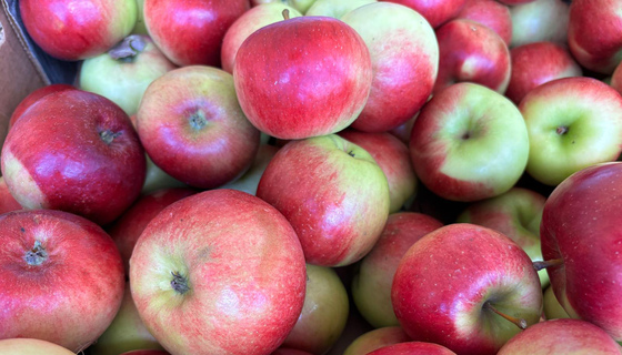 Prima apples from Amma Canada orchard