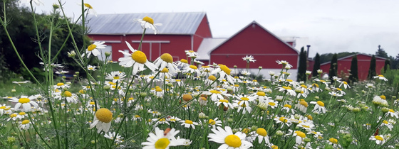Amma Canada barns and field of daisies