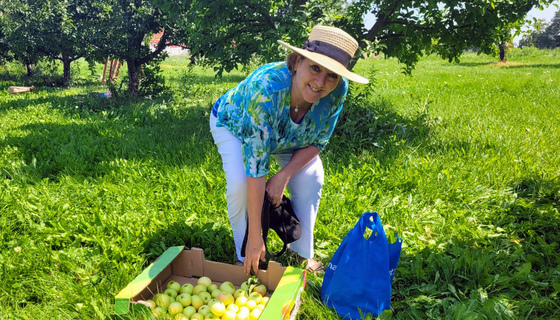 Volunteer picking early apples