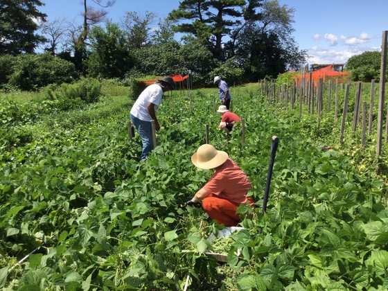 Volunteers working in Amma Canada's veggie garden