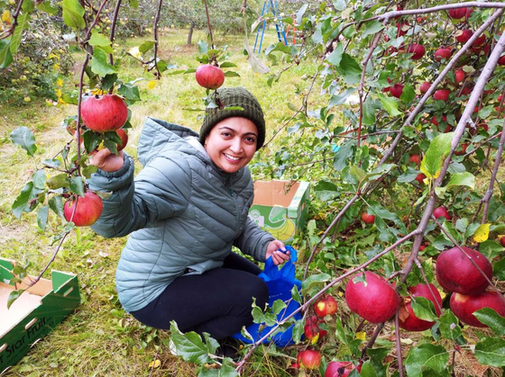 Woman crouching picking apples