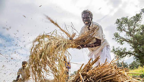 Organic Farming for Villagers