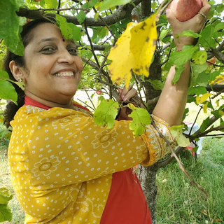 A volunteer picking a ripe apple in the MA Center Chicago orchard.