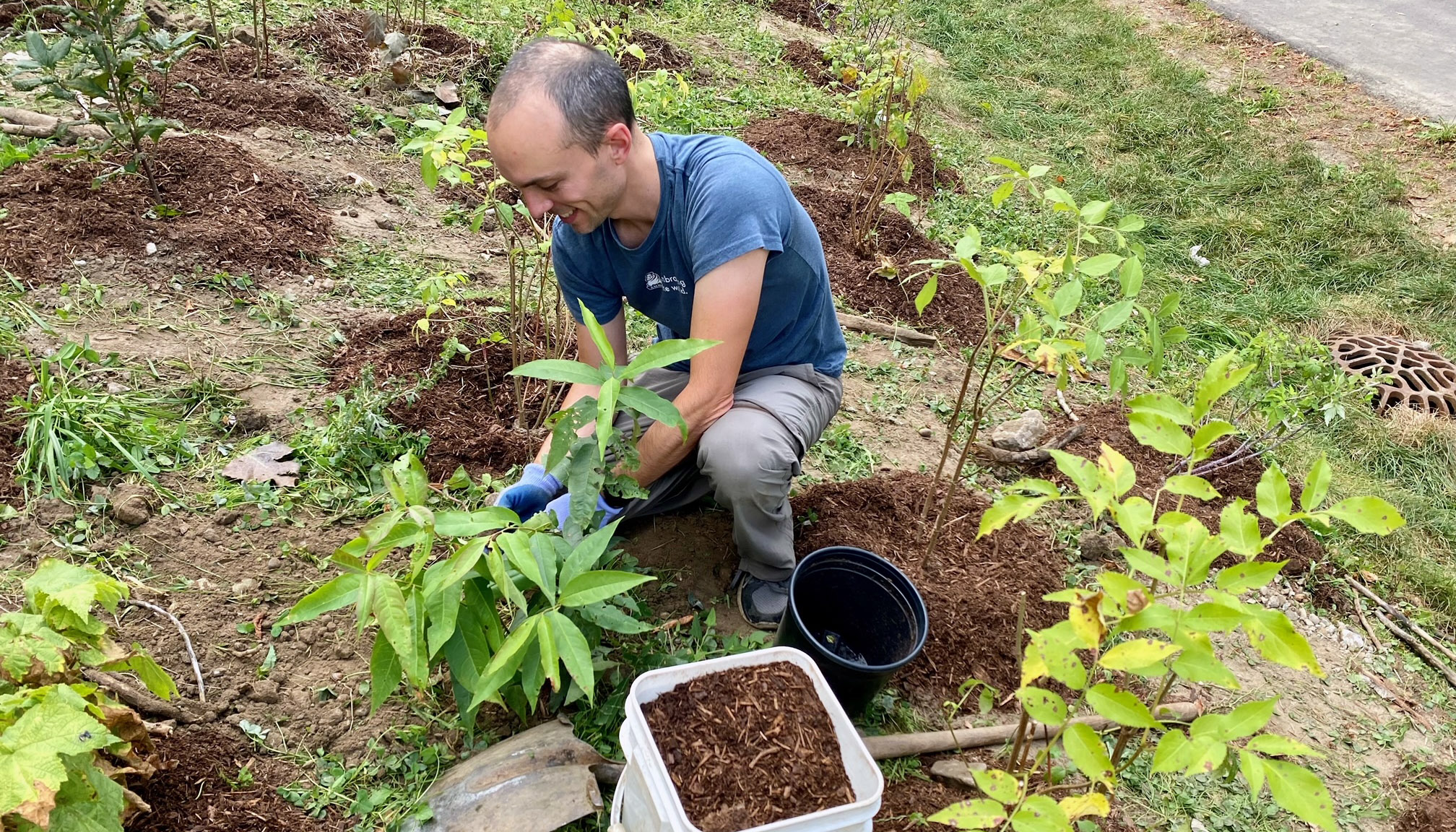 Volunteer planting trees