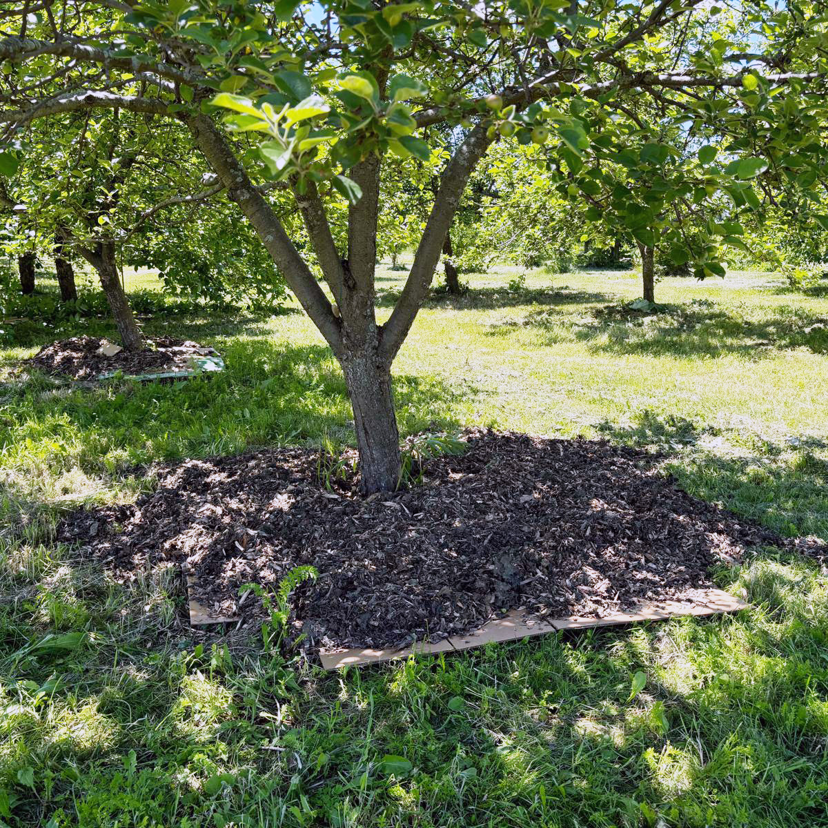 Apple tree with trunk surrounded by cardboard covered in wood chips