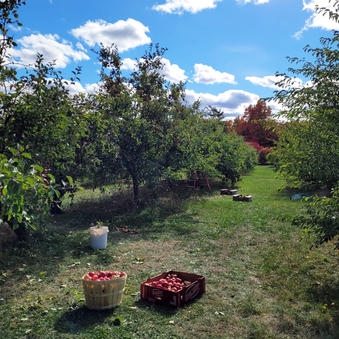 Box and bushel of apples in orchard