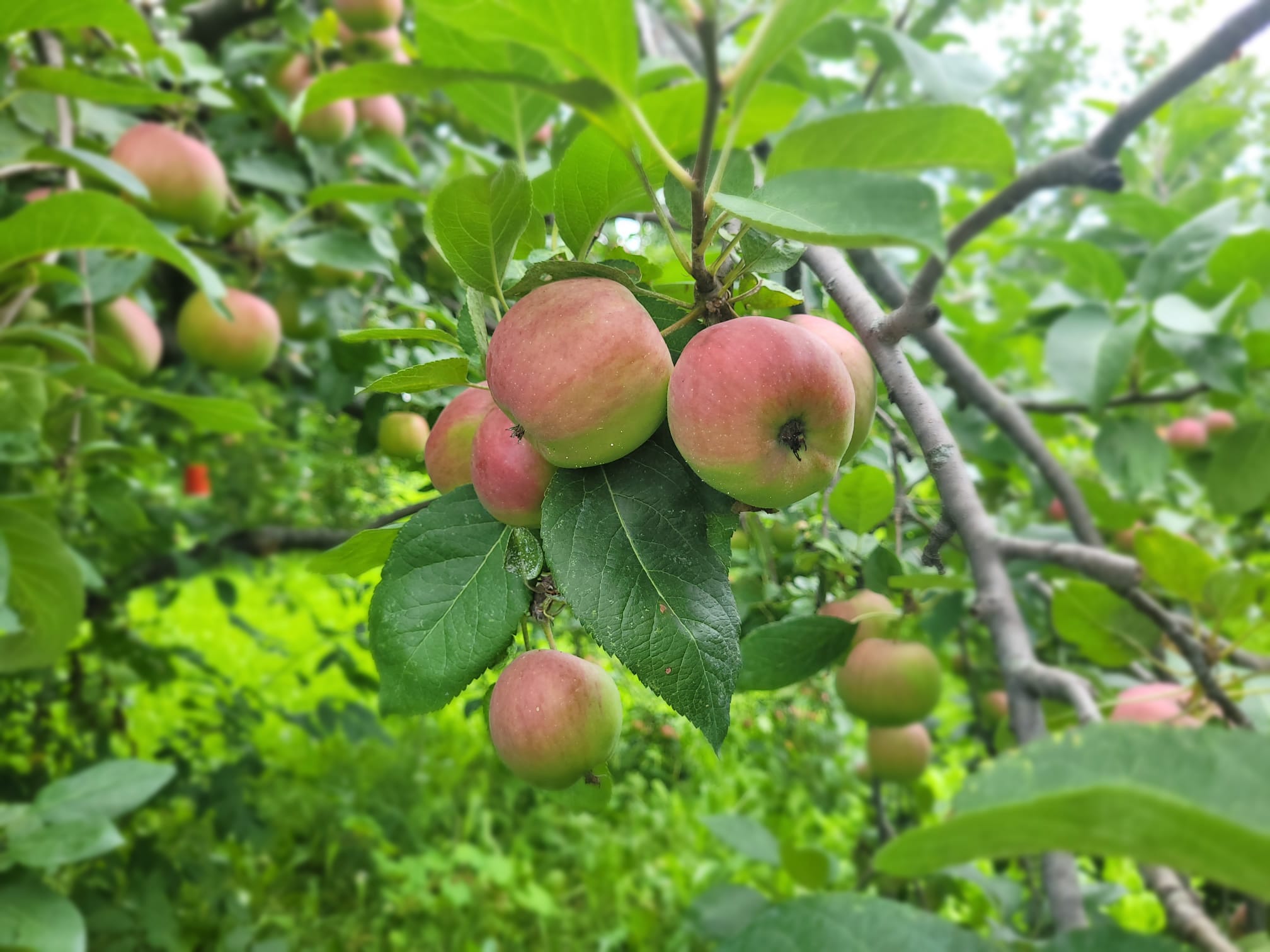 Apples ripening on tree
