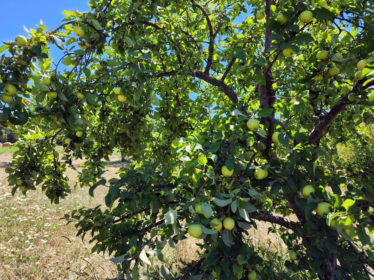 Apples ripening on tree