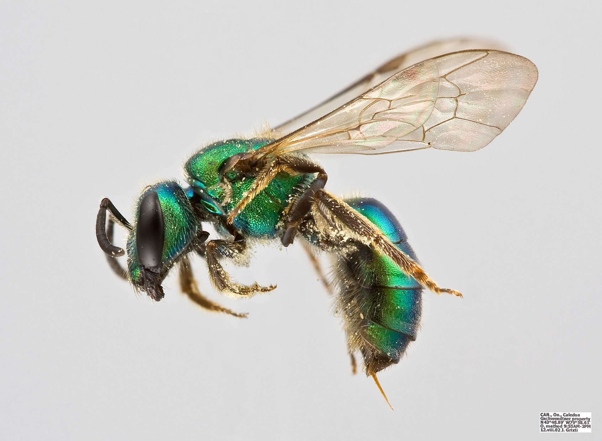 Augochlor pura female bee