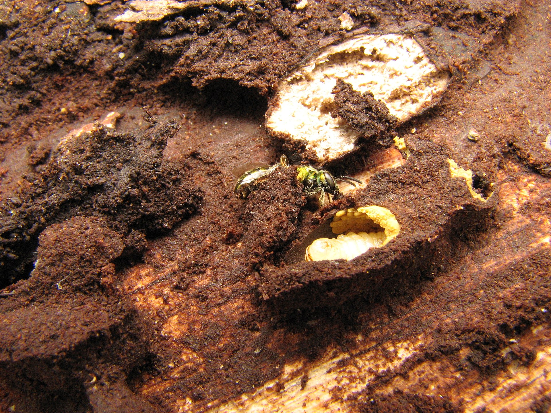 Augochlora pura (Green metallic sweat bee) nest in rotten wood
