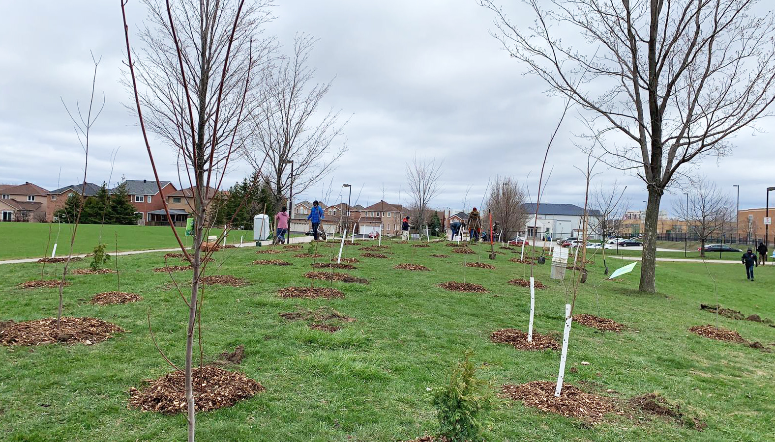 Trees planted at Willowvale park