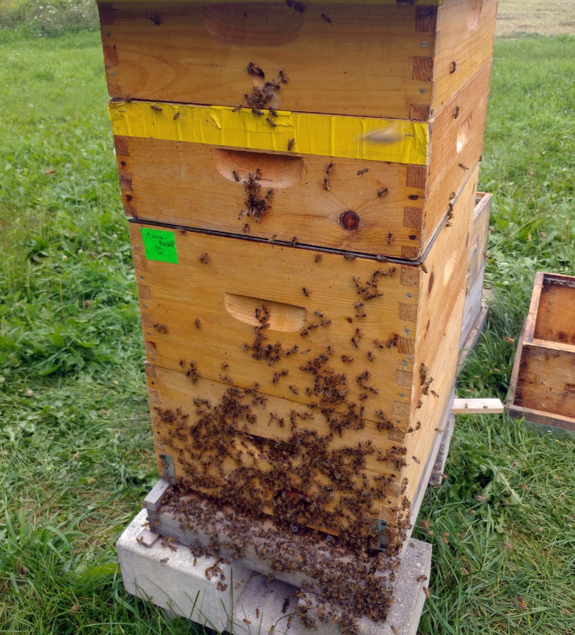 Bees 'bearding' on hives