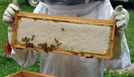 Beekeepers lifting frame covered in bees in front of hive