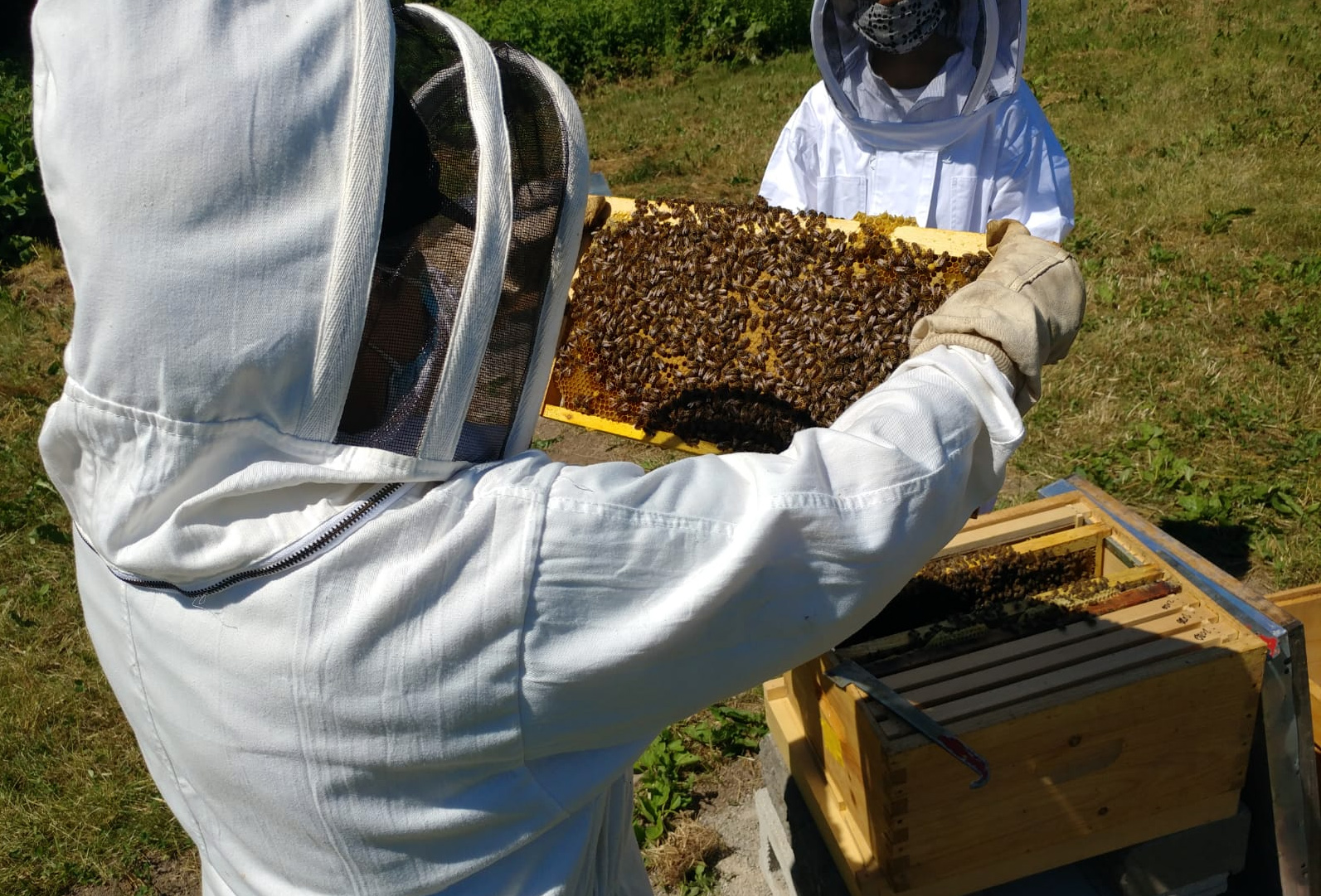 Beekeepers lifting frame at hive