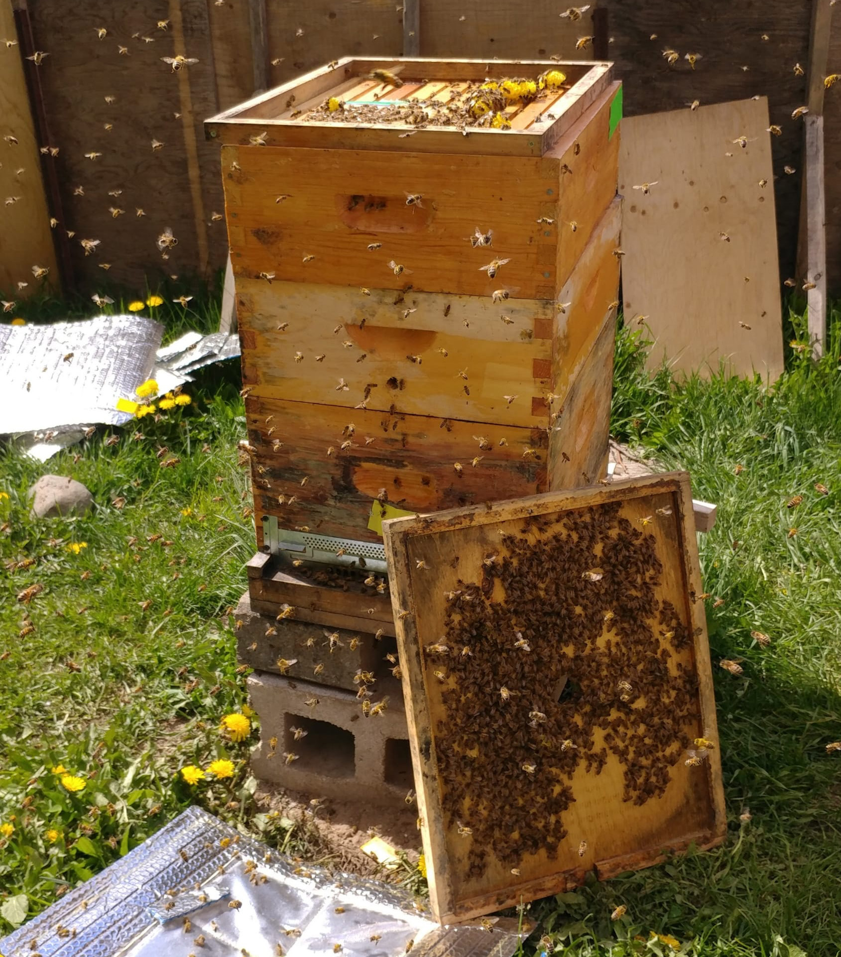 Bees flying around open hive