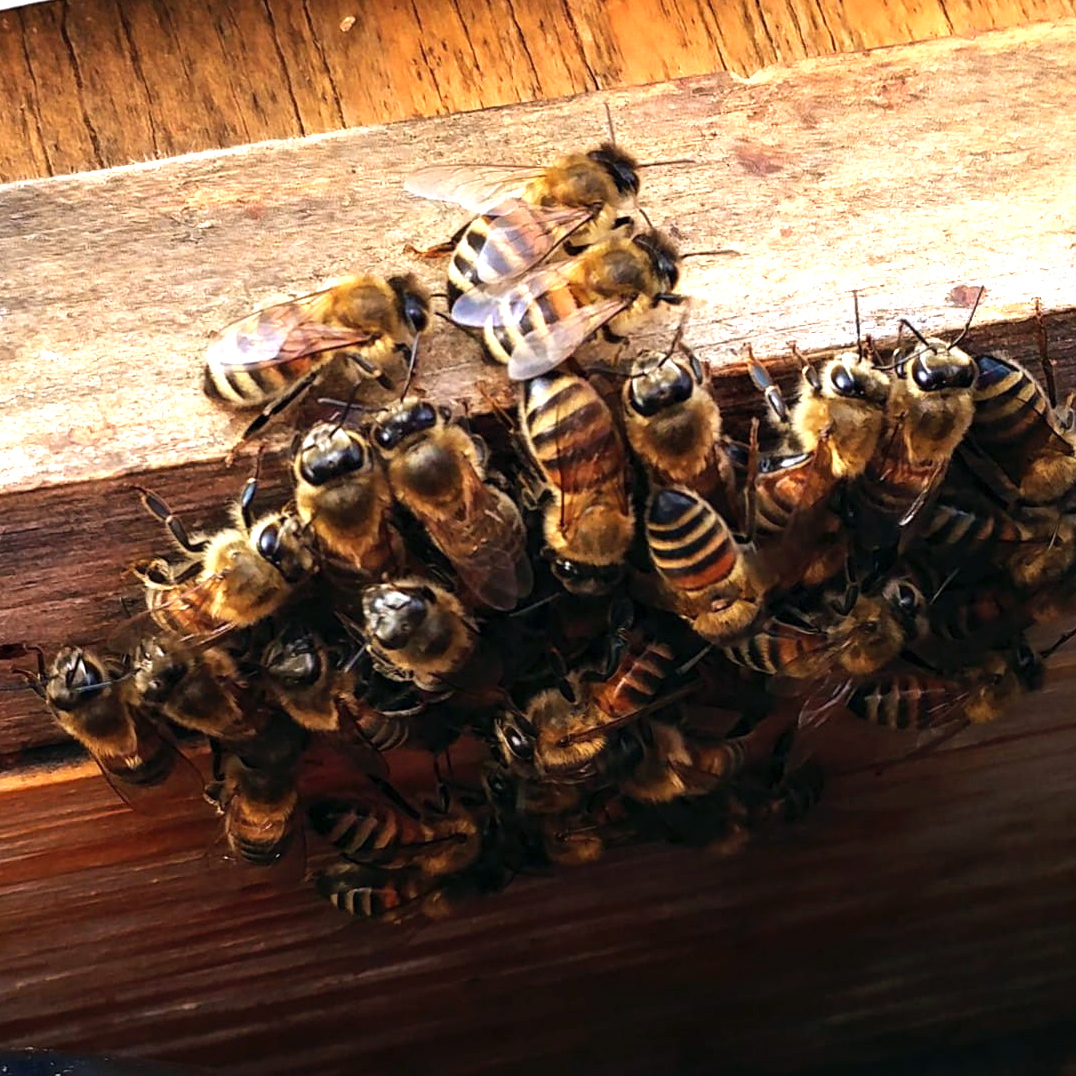 Bees on hive lid in early spring