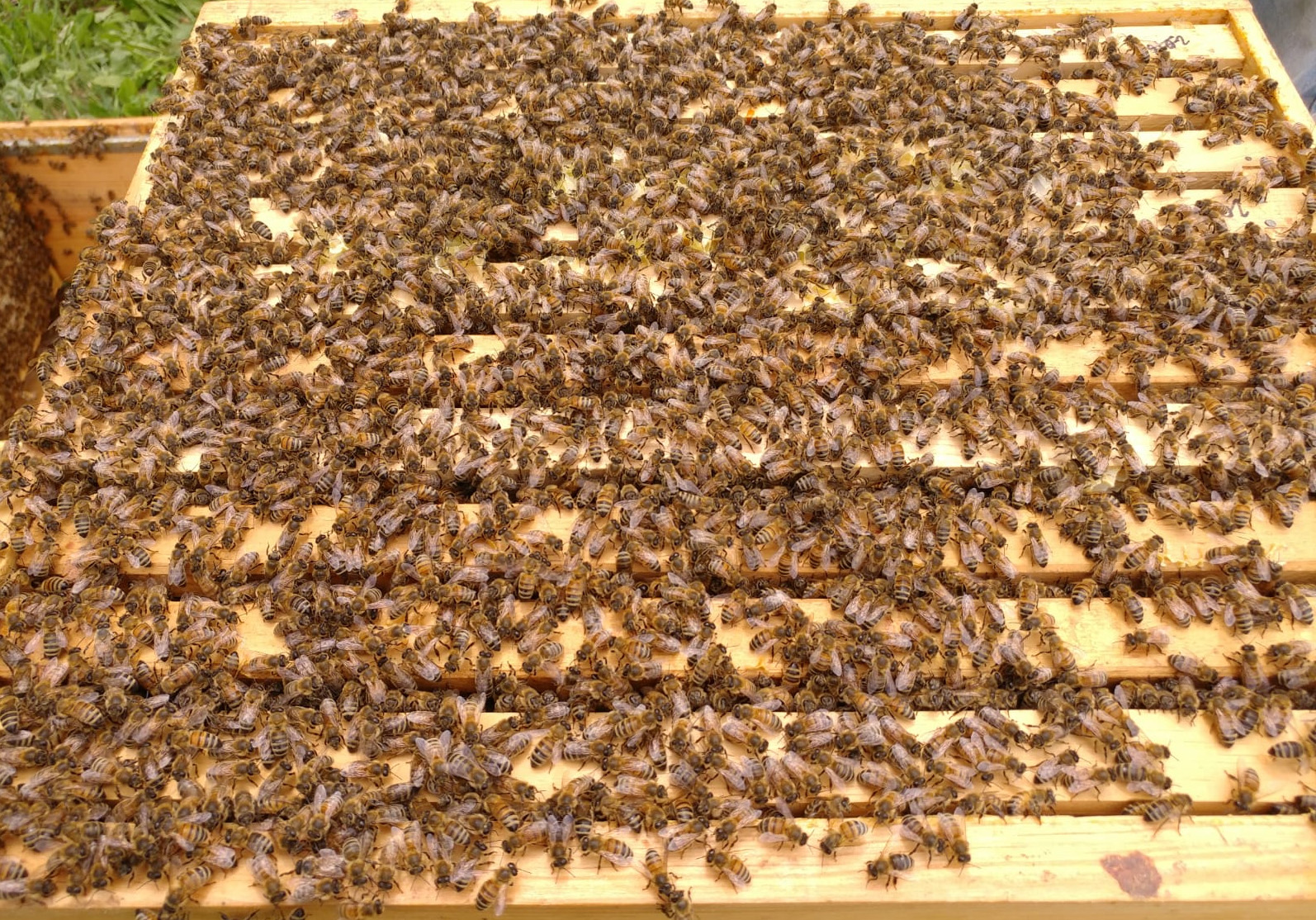 Bees on frame