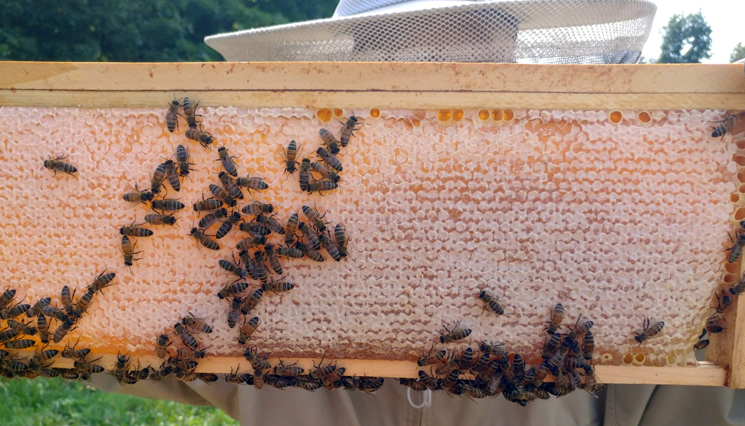 Capped honey on a bee frame