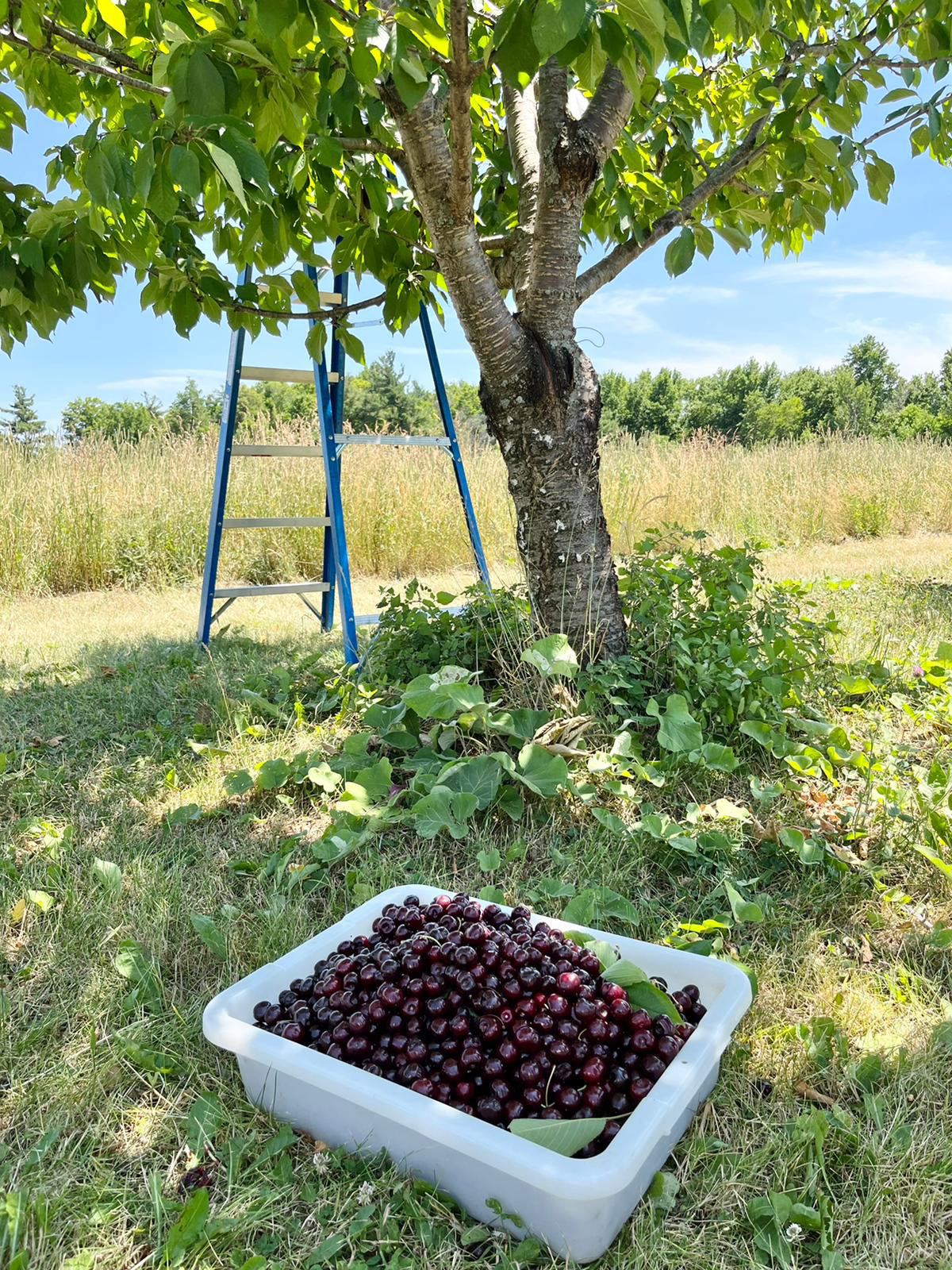 Bin of freshly picked cherries and ladder near cherry tree