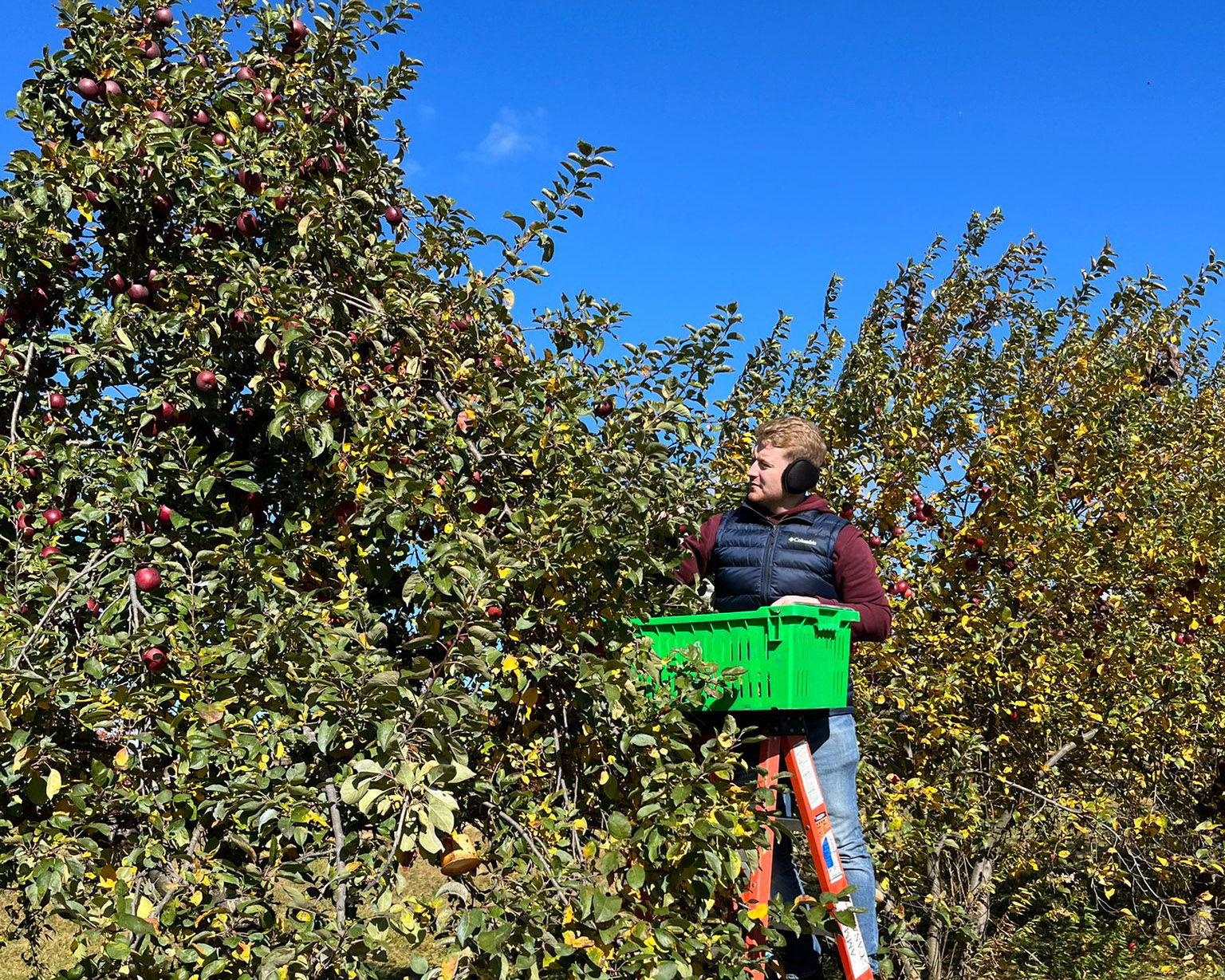 Volunteer picking apples