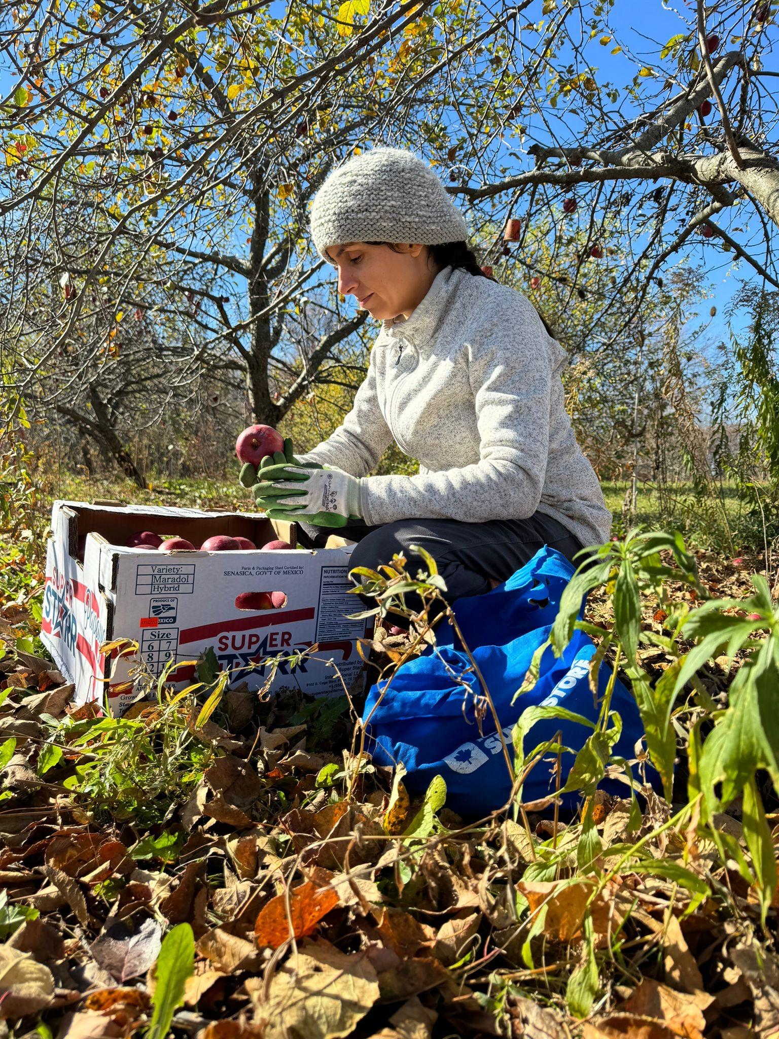 Volunteer holding apple in orchard