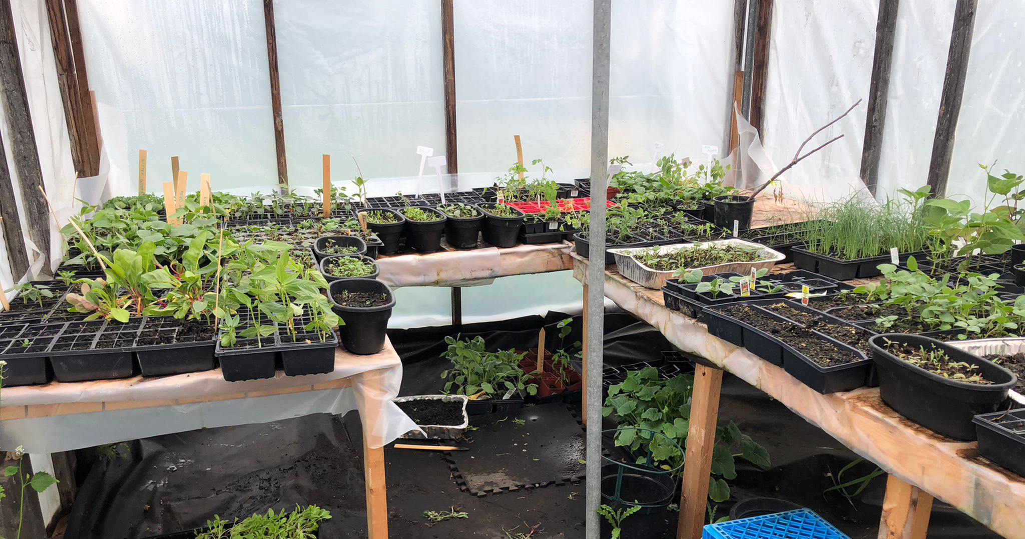 Veggie seedlings in the greenhouse