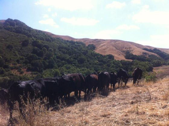 Cow Herd