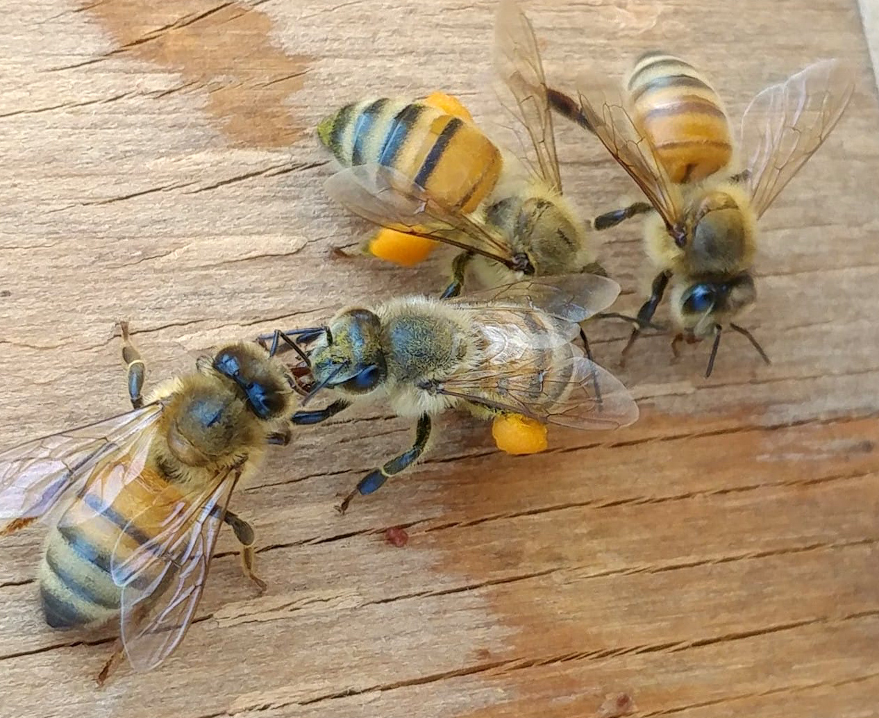 Honeybees with pollen on legs