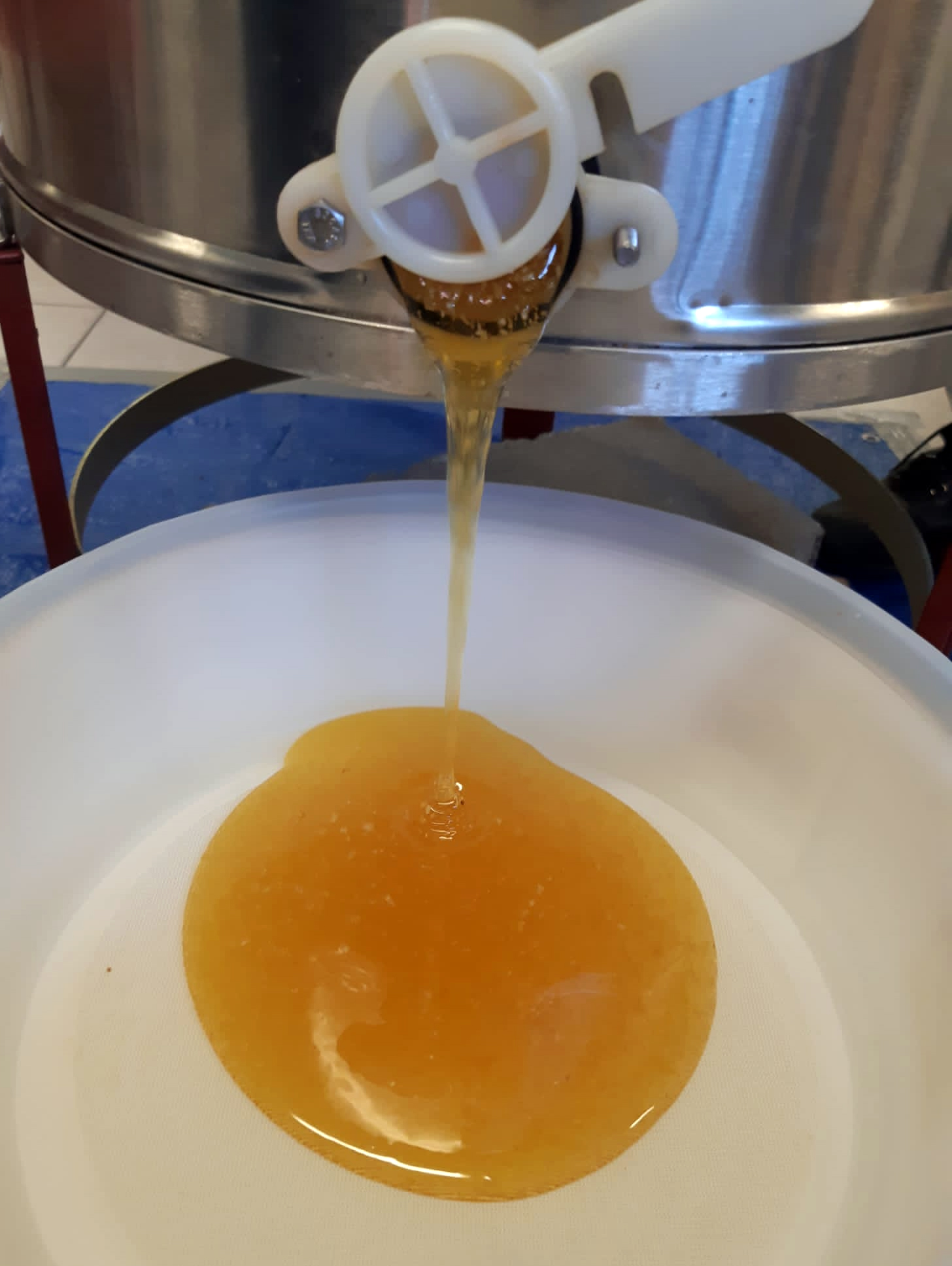 Honey draining from extractor into a filter