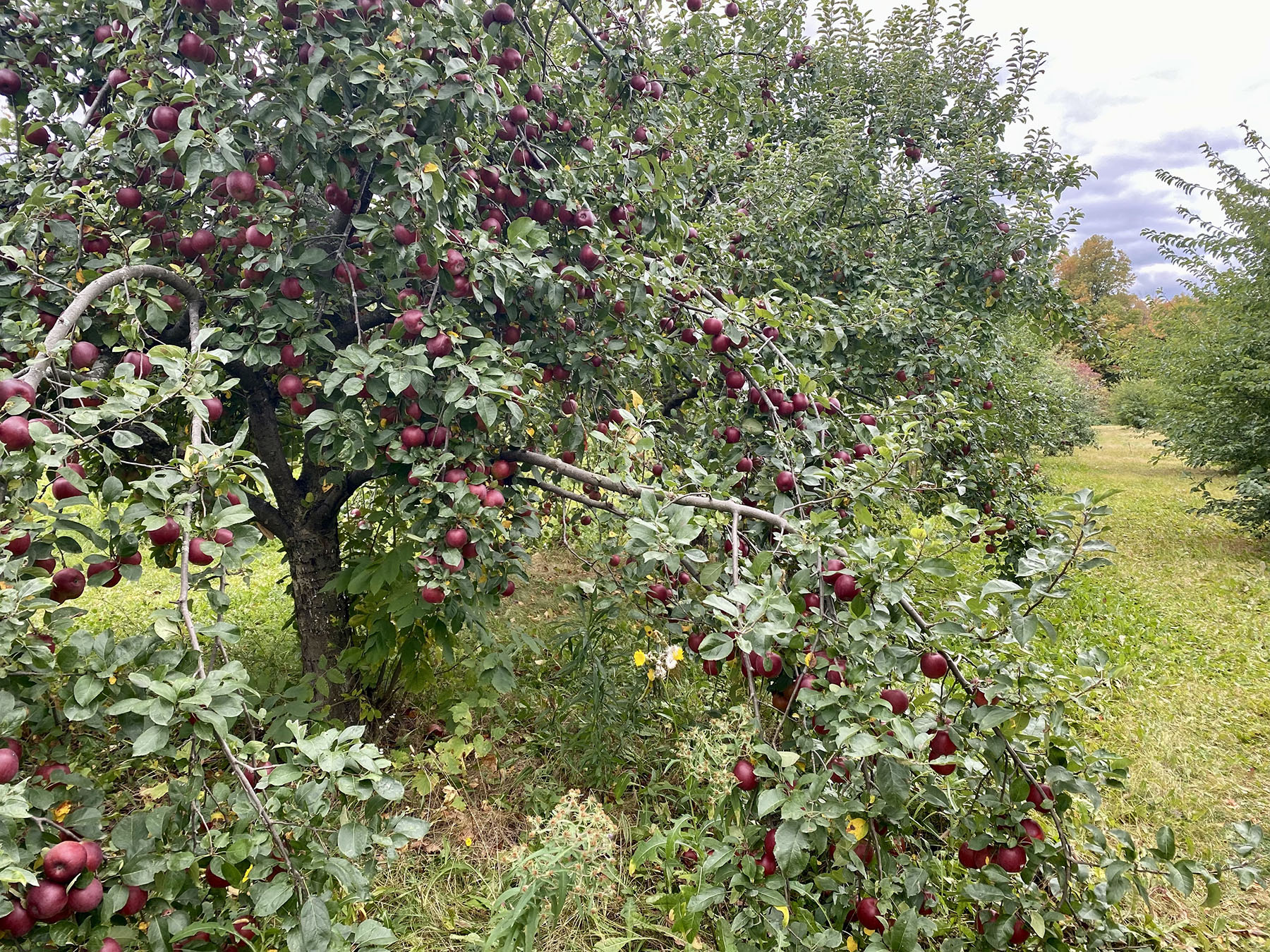 Ripe apples on tree