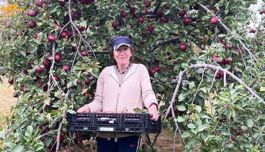 Volunteer carrying box of apples in orchard