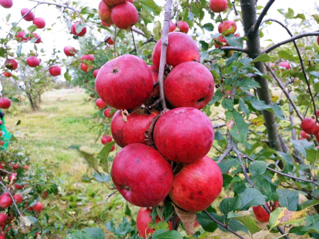 Many ripe, red apples on a single tree branch