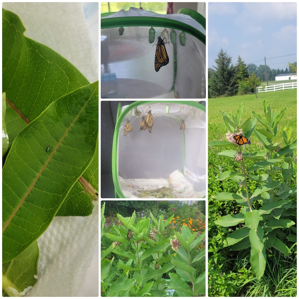 Monarch Butterflies from the MA Center of Michigan Ashram