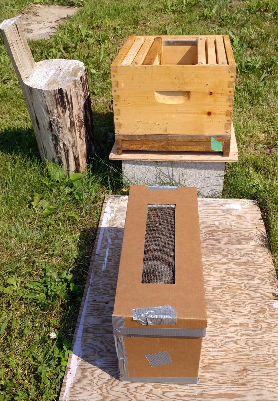New hive in cardboard box