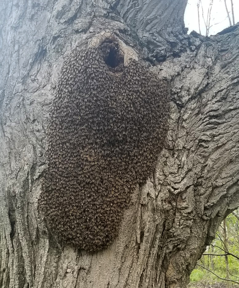 Swarm of bees on a tree